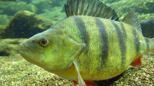 Топ 5 самых больших пойманных окуней в мире. Самый большой когда либо выловленный окунь