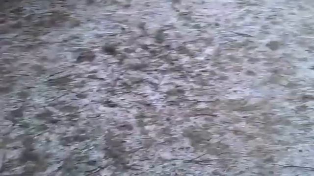 Щенки боксера и взрослые боксеры 27 11 2014