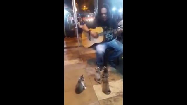 Как животные реагируют на музыку