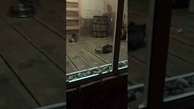 Маленькое путешествие в город Мышкин. Дворец мыши. Музей валенок. Успенский собор. смотреть онлайн