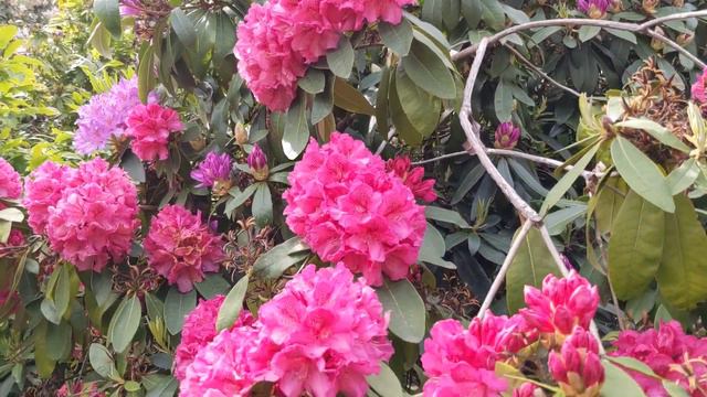 Breathtaking rododendron #varieties of beautiful colour@star8leafzy (2022). смотреть онлайн