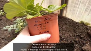 Укорененный лист пеларгонии зацвел, размножение ГЕРАНИ листом, с чего все начинало и до цветения