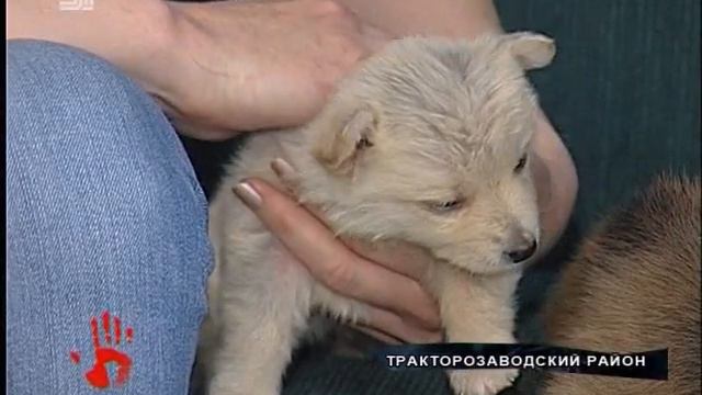 Щенят затолкали в мешок и выбросили на помойку, словно мусор смотреть онлайн
