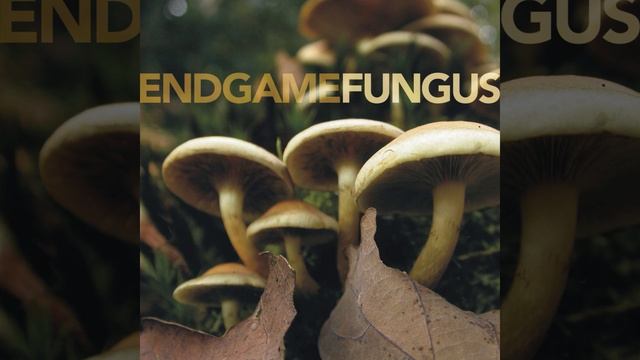 Schizophyllum смотреть онлайн