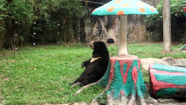 Хошимин Январь 2018/ бразильский ресторан/Dai Nam Zoo смотреть онлайн