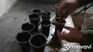 Как cохранить рассаду  клубники, если сажать надо а на улице не погода.