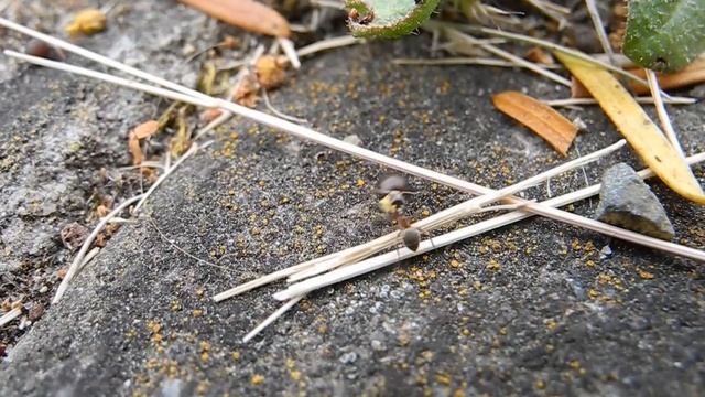 Myrmecochory With  Chionodoxa Luciliae (Syn: Scilla Lucilia)/ Myrmecochorie Mit Chionodoxa Luciliae