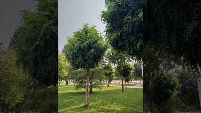 Медитация Денежное изобилие смотреть онлайн