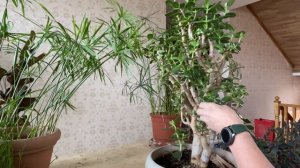 Весенняя обрезка взрослой Крассулы или Денежного Дерева.