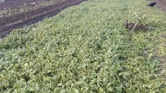 10 декабря +8. Редька масличная смотреть онлайн