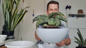 Сансевьерии. Разговорная пересадка моих сокровищ ????.