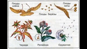 Окружающий мир 3 класс ч.1, тема урока "Размножение и развитие растений", с.78-81, Школа России