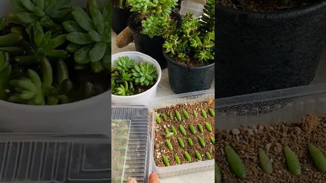Leaf Propagation of Succulents 🪴👩🌾🪴👩🌾 #India смотреть онлайн