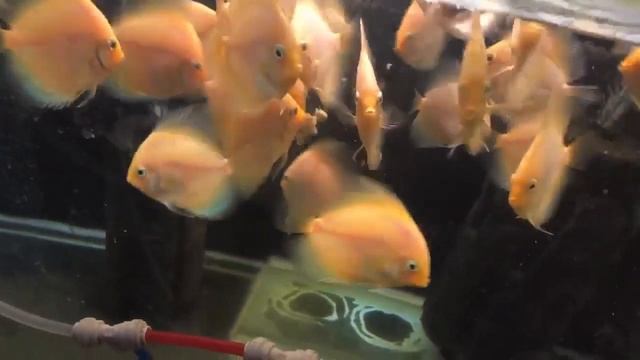 корма и кормление. Кормим дискусов правильным фаршем.сухой корм