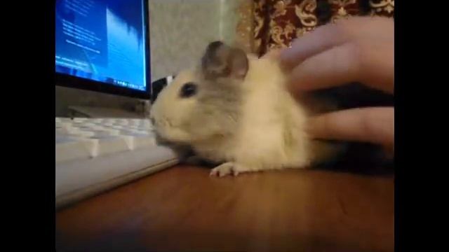 маленькая морская свинка :3 смотреть онлайн