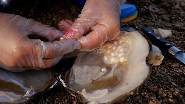 Pearl hunters/golden pearls/fishing nets fish out huge mussels in the clear pool in the mountains смотреть онлайн