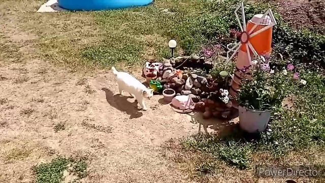 Стоит ли пасынковать огурцы. Жара. На кухне смотреть онлайн