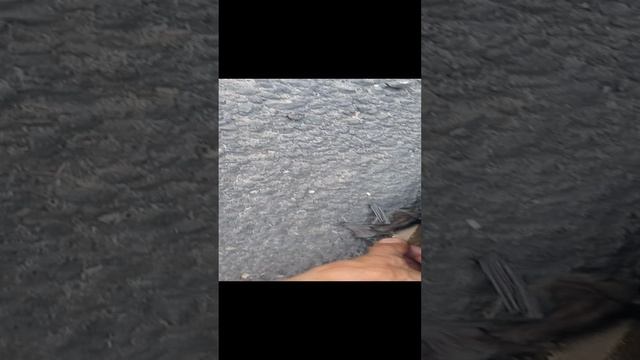 Литучия мыш смотреть онлайн