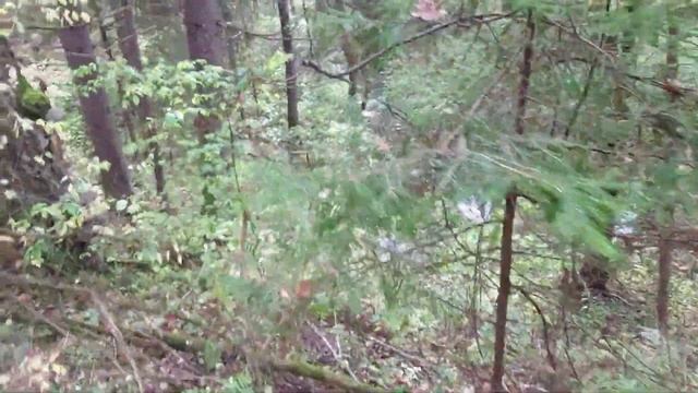 ❗ГРИБЫ В ОВРАГЕ У РУЧЬЯ.?ОСЕННИЕ ОПЯТА И ВЁШЕНКА В ЛЕСАХ ПОДМОСКОВЬЯ.?Хочу за грибами 2021. смотреть онлайн