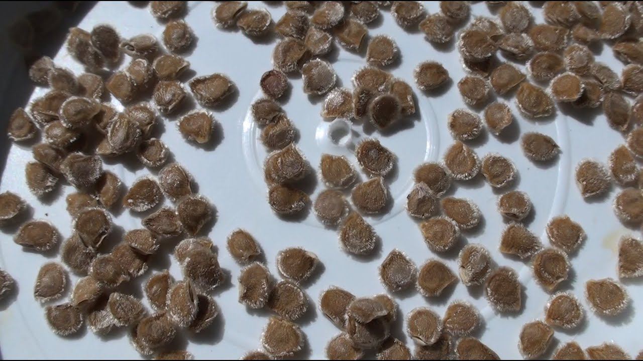 Сбора семян томатов. Самые урожайные кусты вырастают, если семена собирать с плодов второй кисти смотреть онлайн