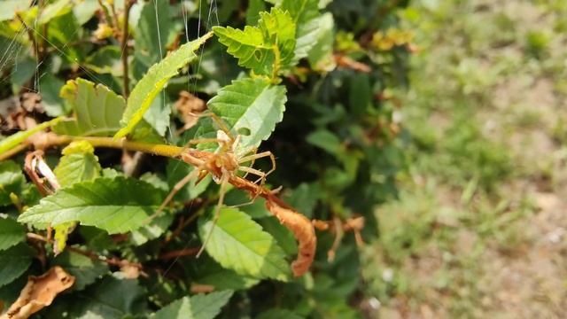 #паук #зелень #паутина #насекомые смотреть онлайн