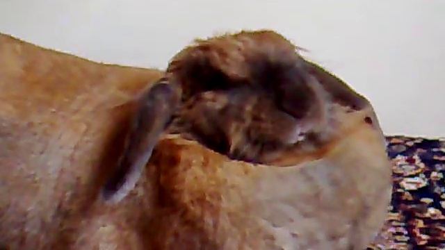 Львица во сне смотреть онлайн