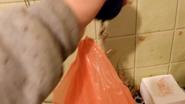 Вес тушки бройлера в 36 дней, кобб 500 смотреть онлайн