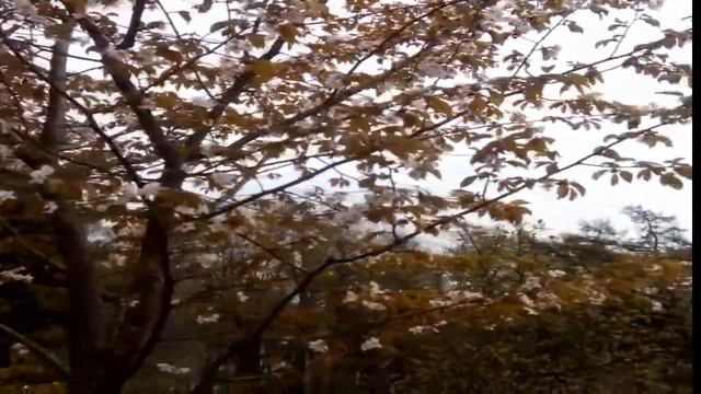 САКУРА.Весна в Санкт-Петербурге смотреть онлайн