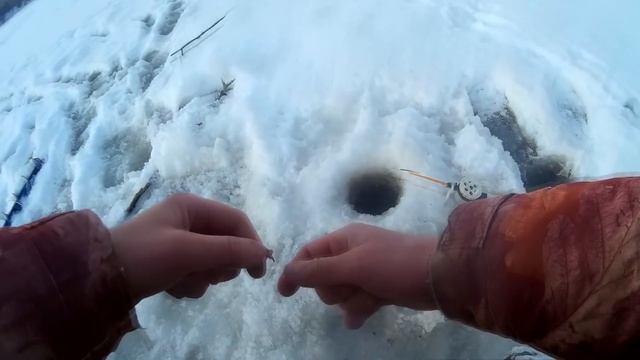 Эти КАБАНЫ УТАЩИЛИ УДОЧКУ! Ловля КРУПНОЙ ГУСТЕРЫ и СОПЫ… Зимняя рыбалка на реке 2020 смотреть онлайн