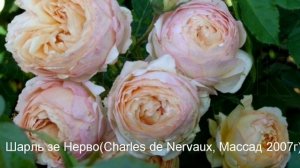 Топ 20!Шрабы!Сорта роз, которые должны расти в каждом саду!