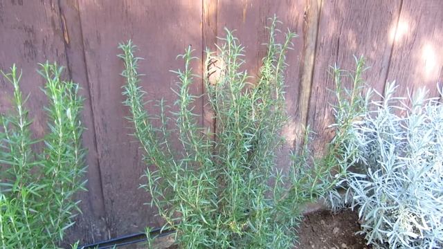 Rosemary, Rosmarinus Officinalis