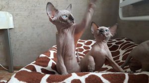 Котята Канадского Сфинкса
