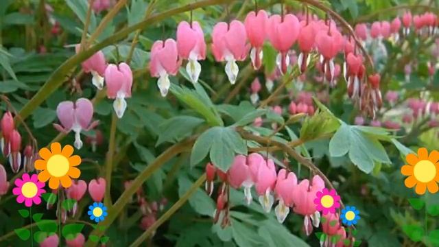 Дицентра изящная Лакшериант (Luxuriant). Краткий обзор, описание характеристик, где купить саженцы