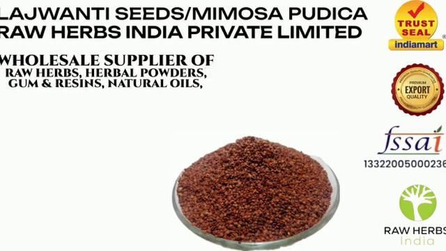 LAJWANTI SEEDS - MIMOSA PUDICA смотреть онлайн