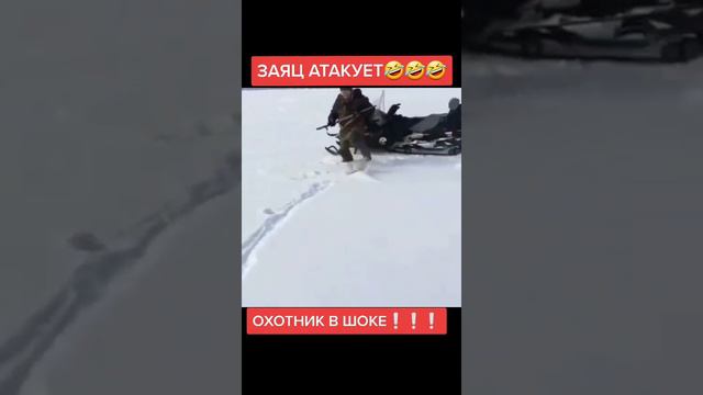 бешенный заяц на охоте🤣🤣🤣🤣