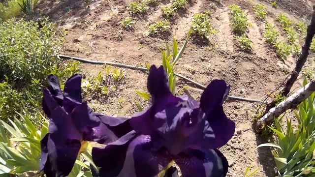 Ирисы (петушки) тёмно-фиолетового цвета - ароматные и нежные смотреть онлайн