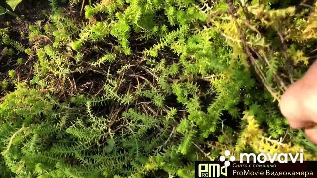 Очиток едкий.Что делать после цветения.?Покажу☺️ смотреть онлайн