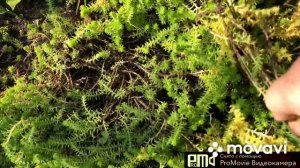 Очиток едкий.Что делать после цветения.?Покажу☺️