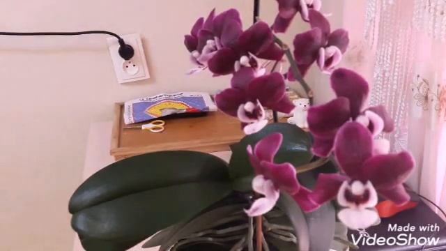 Моя Каода стала ароматной!Орхидея Алладин Фитолампы Минифермеркорни растутцветы цветут