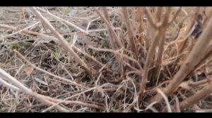 весенняя обрезка ДРЕВОВИДНОЙ гортензии