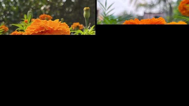 Realme 10 Pro Plus VS Oppo Reno 8 5G Camera Comparison смотреть онлайн