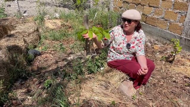 Как растут наши посадки в Крыму. Часть 1 смотреть онлайн