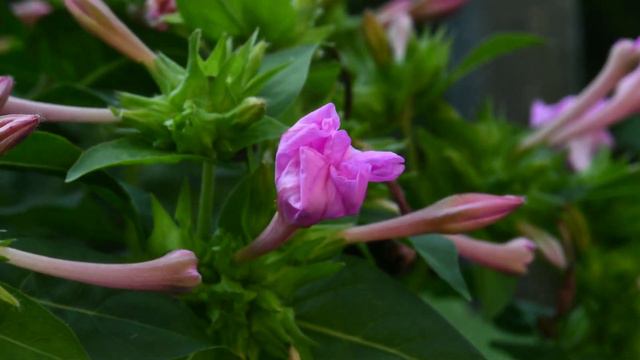 Mirabilis Jalapa - Nachtschone смотреть онлайн