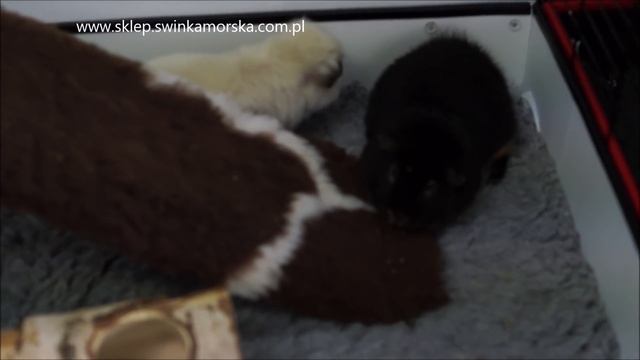 Świnka morska - jaka klatka dla kawii domowej będzie najlepsza? Testujemy klatki! смотреть онлайн