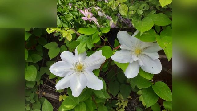 Клематис - лозинка(ломонос).Clematis. Vita St