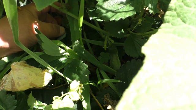 Наши первые огурчики/ The first cucumbers смотреть онлайн