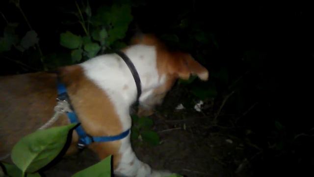 Джек рассел терьер против ёжика | Jack Russell Terrier vs hedgehog смотреть онлайн