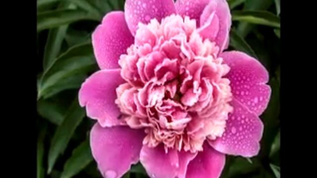 Маленький цветок!!! смотреть онлайн