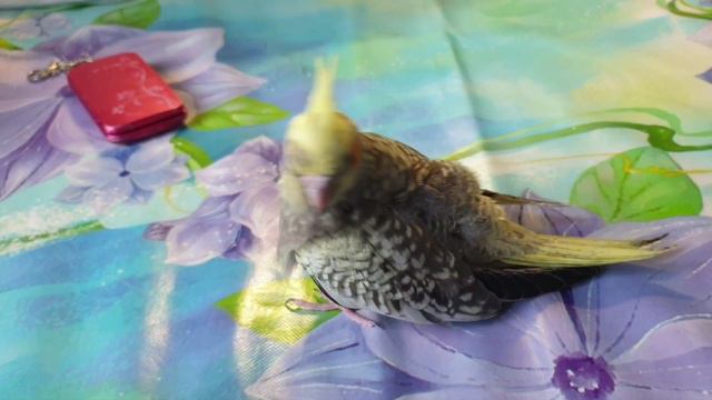 Птенец кореллы. Выкормыш играется 😀 смотреть онлайн