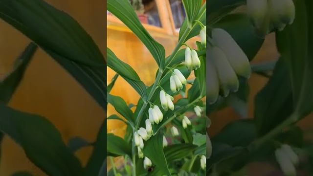 ЦВЕТЫ КУПЕНА/ЖИВУ на СЕЛЕ смотреть онлайн